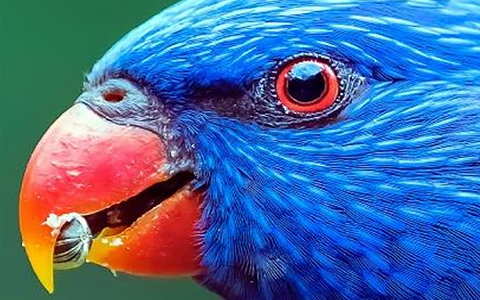 高画質とスピードを両立する「デュアルヘッド」